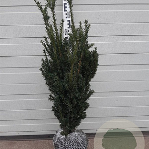 Taxus media 'Hillii' 60-80 cm met kluit