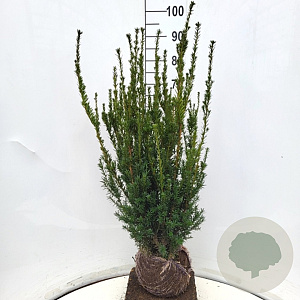 Taxus media 'Hillii' 80-100 cm met kluit