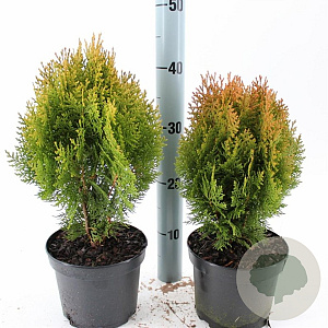 Thuja occ. 'Aurea Nana' 30-35 cm 3,0L