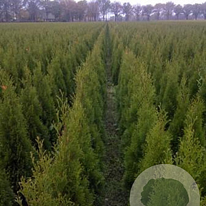 Thuja occ. 'Smaragd' 80-100 cm met kluit