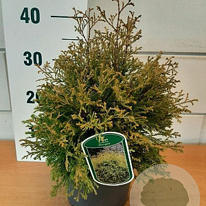 Thuja occ. 'Tiny Tim' GM C3