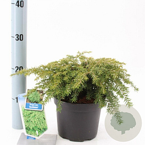 Tsuga can. 'Jeddeloh' 20-25 cm 3,0L