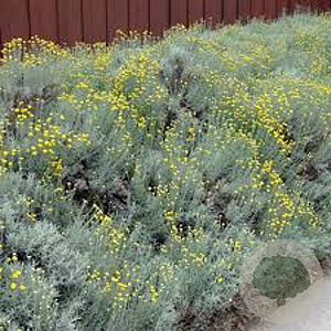 Santolina chamaecyparissus GM 1.5