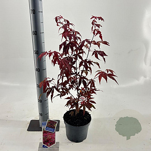 Acer pal. 'Atropurpureum' 30-40 cm 2,0L