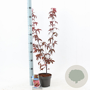 Acer pal. 'Atropurpureum' 30-40 cm 2,0L