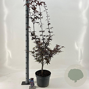 Acer pal. 'Bloodgood' 60-80 cm 10L