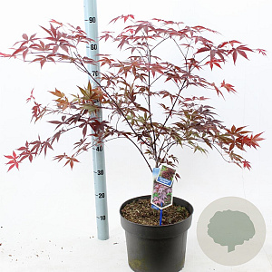 Acer pal. 'Bloodgood' 60-80 cm 10L
