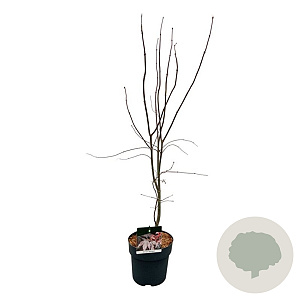 Acer pal. 'Bloodgood' 60-80 cm