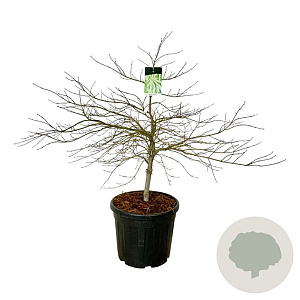 Acer pal. 'Dissectum' 100-125 cm cont. 55L extra