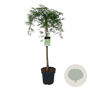 Acer pal. 'Dissectum' 90 cm stam 14L