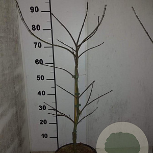 Acer pal. 'Garnet' 60-80 cm 7,5L