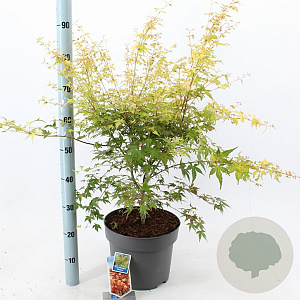 Acer pal. 'Katsura' 60-70 cm 10L