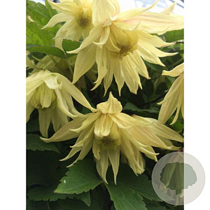 Clematis Amber 80 cm rozenpot 2L