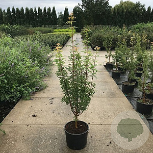 Acer griseum 100-125 cm 12L
