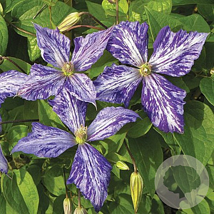 Clematis 'Tie Dye' 80 cm rozenpot 2L
