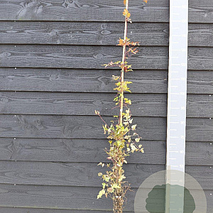 Clematis vitalba 150-175 cm vierkant rond 5,5L