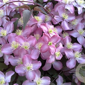 Clematis 'Warwickshire Rose' 80 cm rozenpot 2L