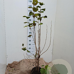 Corylus avellana 100-125 cm 7,5L solitair
