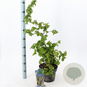 Corylus a. 'Contorta' 60-70 cm 5,0L