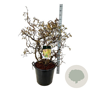 Corylus a. 'Contorta' 100-125 cm cont. 55L extra