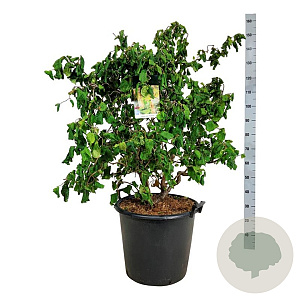 Corylus a. 'Contorta' 100-125 cm cont. 55L extra