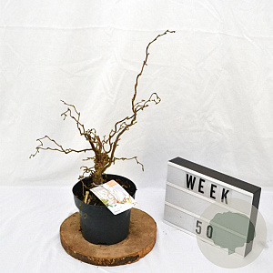 Corylus a. Medusa 30-40 cm 3,0L