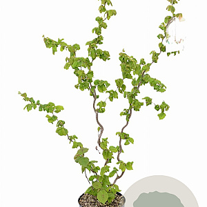 Corylus a. Medusa 40-60 cm 3,0L