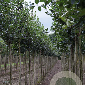 Crataegus succulenta 'Jubilee' 10-12 HO draadkluit