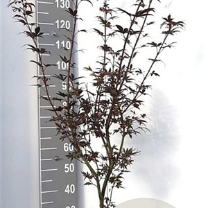 Acer pal. 'Skeeter's Broom' 100-125 cm 15L