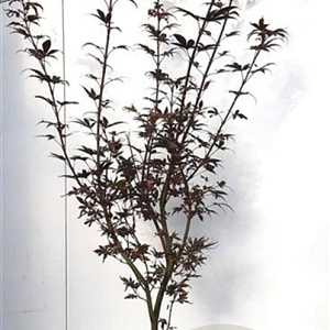 Acer pal. 'Skeeter's Broom' 100-125 cm 15L