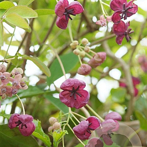 Akebia quinata 200-250 cm 15L