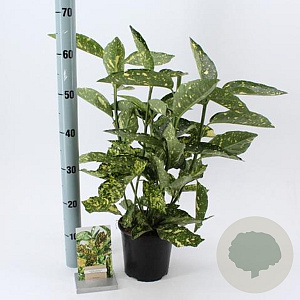 Aucuba jap. 'Crotonifolia' 30-40 cm 2,0L