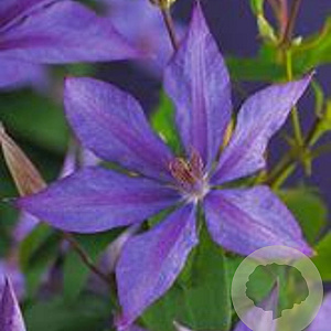 Clematis 'Bagatelle' 70 cm 2,0L