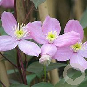 Clematis 'Fragrant Spring' 70 cm 2,0L