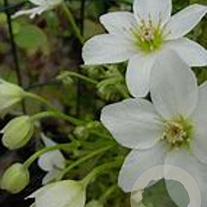 Clematis 'Joe' 70 cm 2,0L
