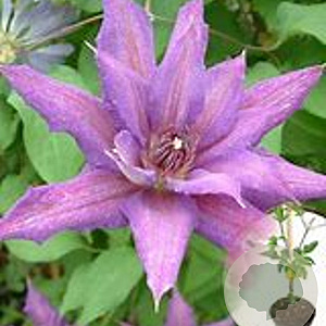 Clematis 'Kathleen Dunford' 70 cm 2,0L