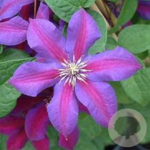Clematis 'Mrs N. Thompson' 70 cm 2,0L
