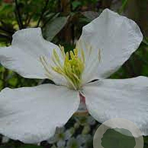 Clematis spooneri 70 cm 2,0L