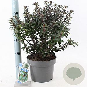 Ilex meserv. Gentle 30-40 cm 5,0L