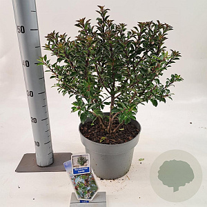 Ilex meserv. Gentle 30-40 cm 5,0L
