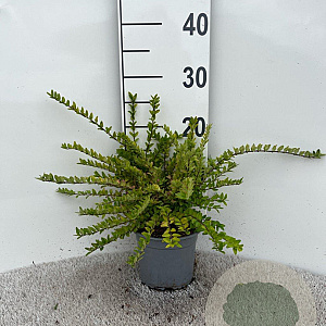 Lonicera nit. 'Maigrün' 20-30 cm C1.3