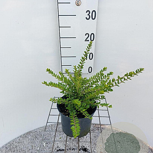 Lonicera nit. 'Maigrün' 30-40 cm 2,0L