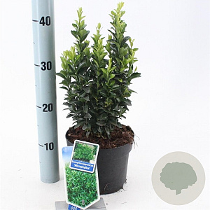 Euonymus jap. 'Green Spire' 20-25 cm 2,0L