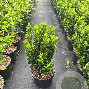 Euonymus jap. 'Green Spire' 20-25 cm 2,0L