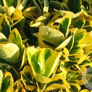 Euonymus jap. 'Ovatus Aureus' 40-50 cm 3,0L