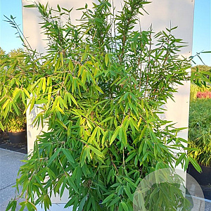 Fargesia nitida 'Gansu 95/2' 80-100 cm 5,0L