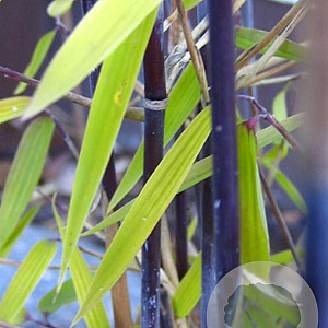 Fargesia nitida 'Gansu 95/2' 80-100 cm 5,0L