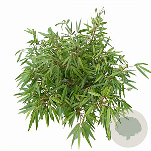 Fargesia rufa 60-80 cm 5,0L