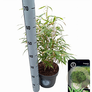 Fargesia rufa 60-80 cm 5,0L