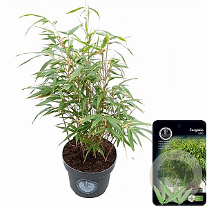 Fargesia rufa 60-80 cm 5,0L